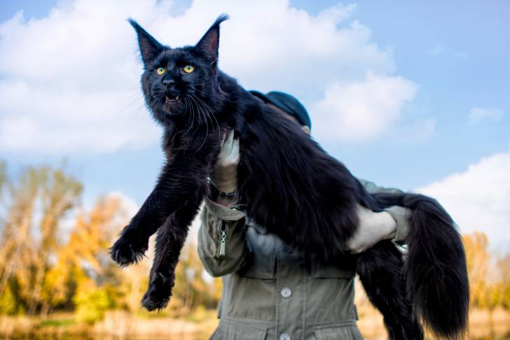 Un Maine Coon dans les bras de son propriétaire