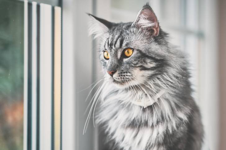 Un Maine Coon en train de regarder par une fenêtre