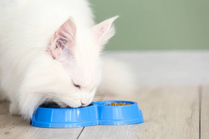 Un Maine Coon blanc en train de manger des croquettes