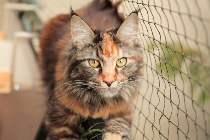 Photo Maine Coon