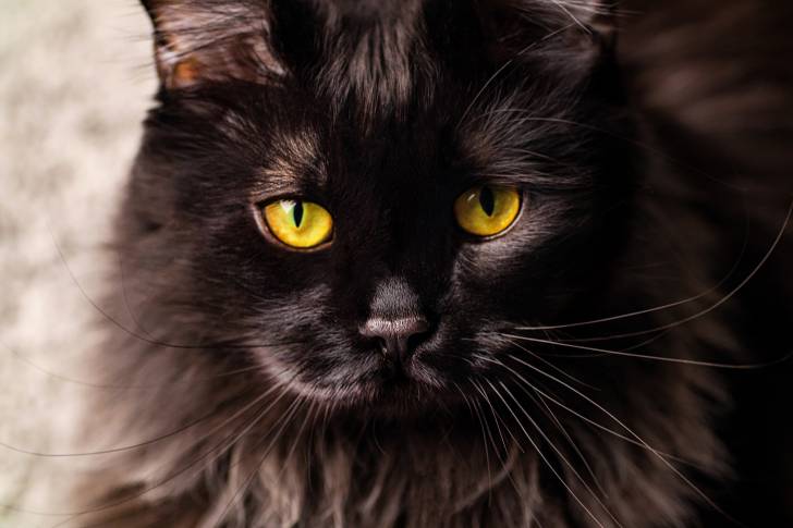Un Maine Coon noir avec de grands yeux jaunes