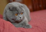 Ganesch chartreux - Chartreux