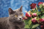 Allons voir si la rose....... - Chartreux