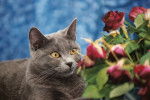 Mignonne, allons voir si la rose.... - Chartreux