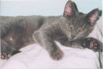 Chartreux - Chartreux (6 mois)