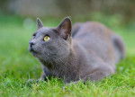 Photo Chartreux