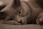 Photo Chartreux