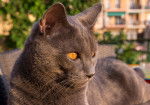 Photo Chartreux