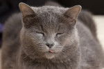 Photo Chartreux