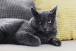 Photo Chartreux