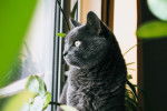 Photo Chartreux