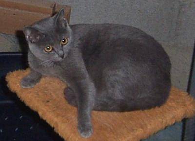 Chartreux - Chartreux