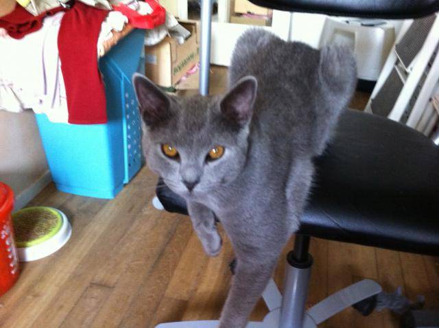 GANESCH CHARTREUX de 12 MOIS - Chartreux