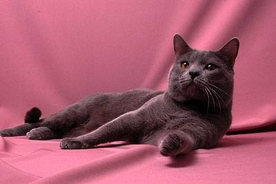 Le Chartreux - Chartreux