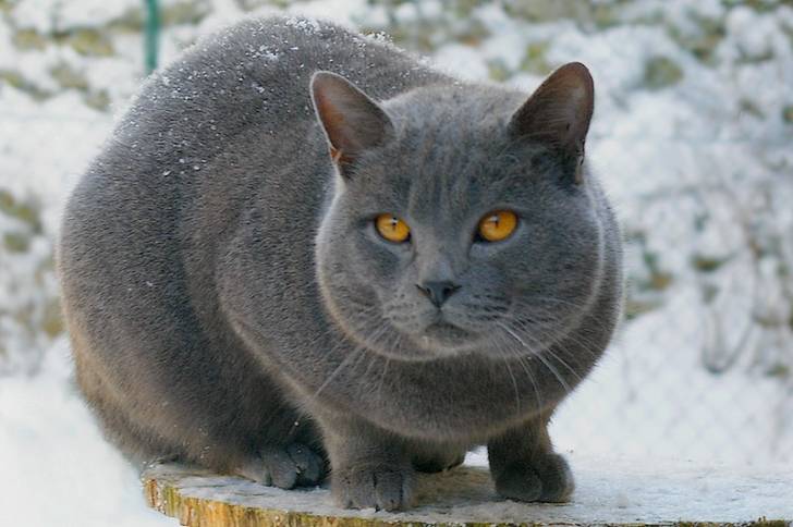 Le Chartreux - Chartreux