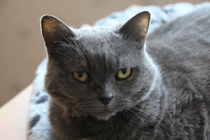 Le Chartreux - Chartreux