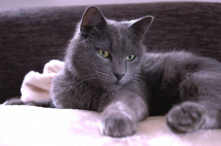 Le Chartreux - Chartreux