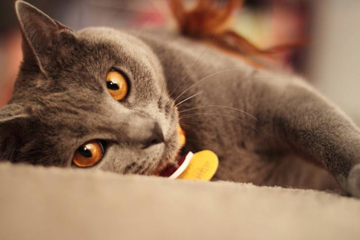 Le Chartreux - Chartreux