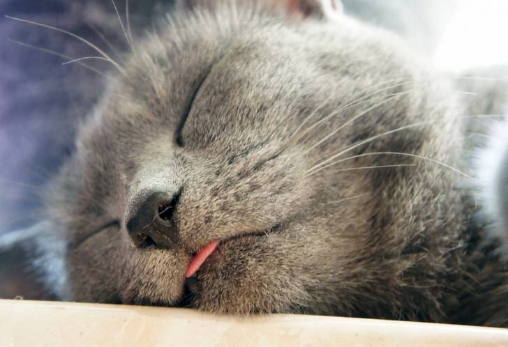 Le Chartreux - Chartreux