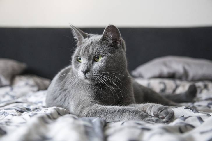 Le Chartreux - Chartreux