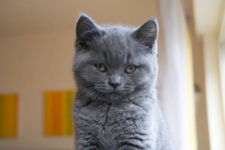 Chartreux - Chartreux