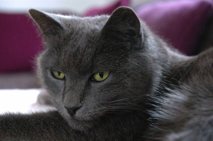 Chartreux - Chartreux