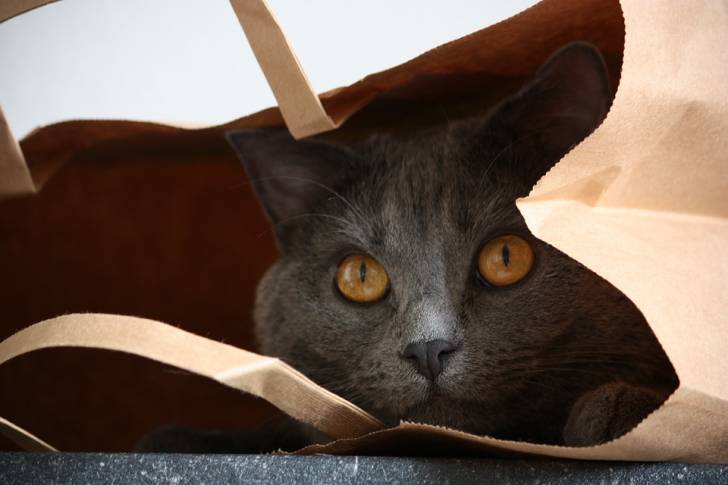 Chartreux - Chartreux