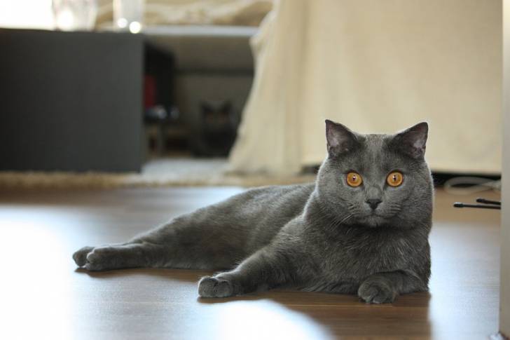 Un Chartreux allongé dans le salon