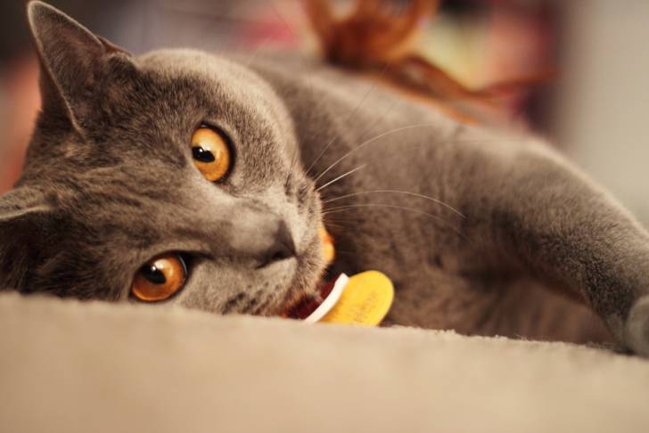 Un majestueux Chartreux aux grands yeux oranges