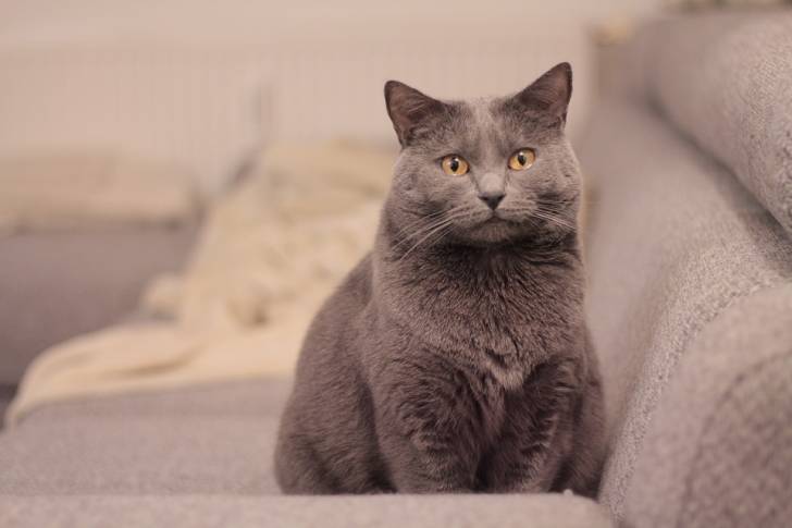 Chartreux - Chartreux