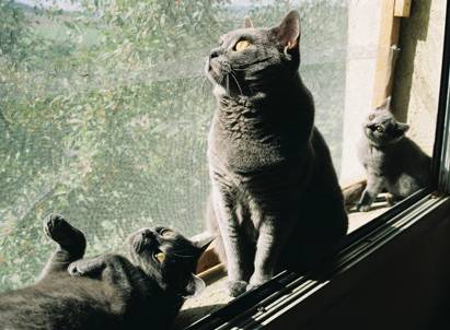 Couple de chartreux - Chartreux