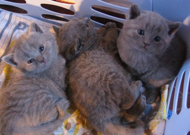 Bb chartreux de la chatterie des felins bleus - Chartreux