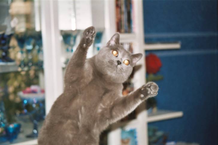 Sasha-pitre - Chartreux