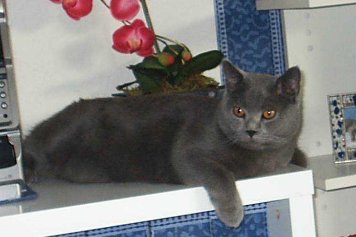 Sasha - Chartreux