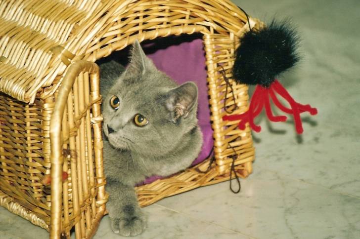 Le nouveau coucou - Chartreux