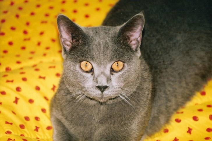 Le jaune me va si bien - Chartreux