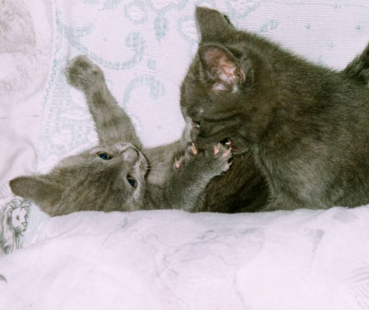 Chartreux - Chartreux