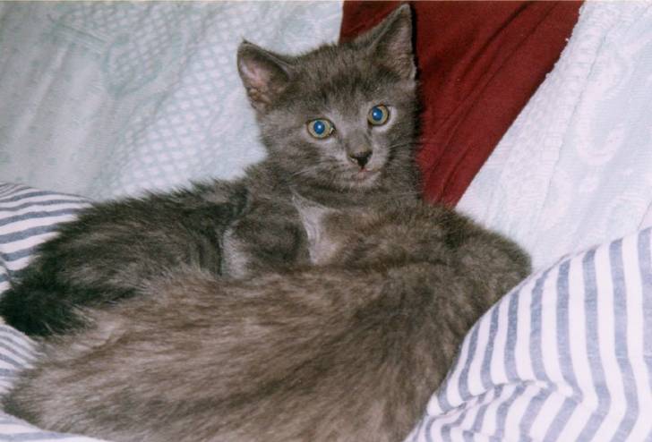 Chartreux - Chartreux