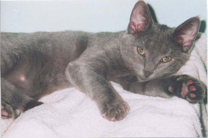 Chartreux - Chartreux