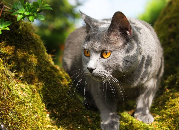 Photo Chartreux
