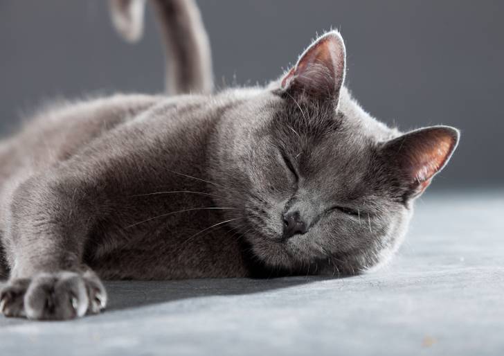 Photo Chartreux