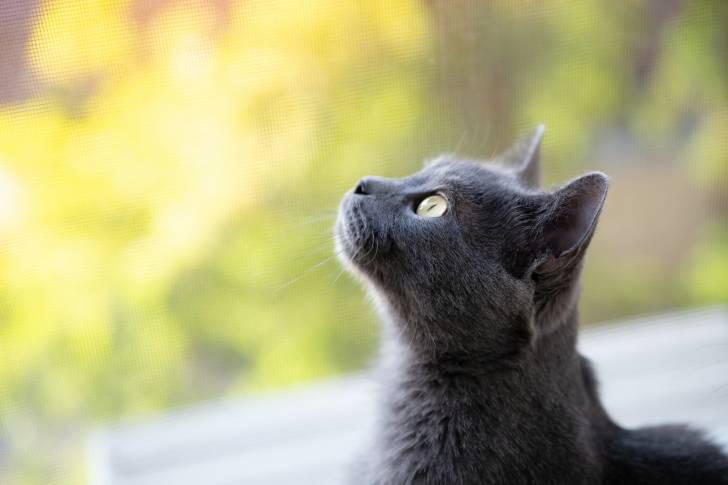 Photo Chartreux