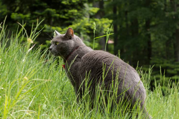 Photo Chartreux