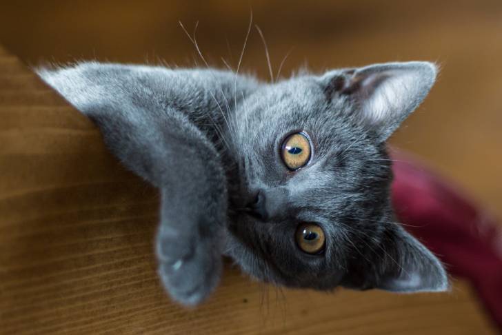Photo Chartreux