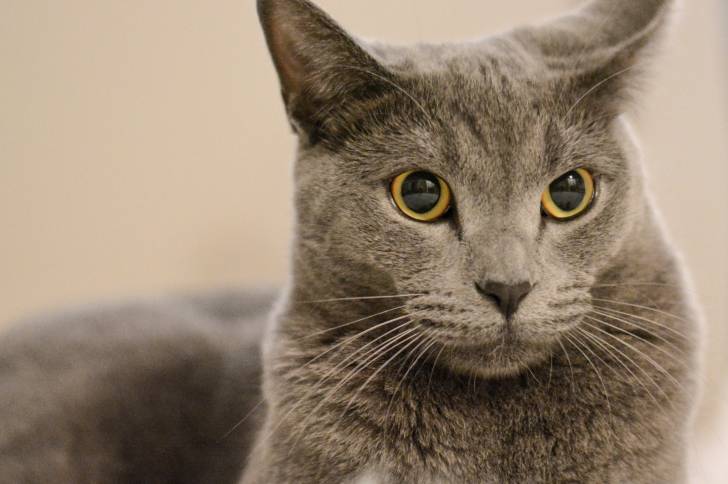 Photo Chartreux