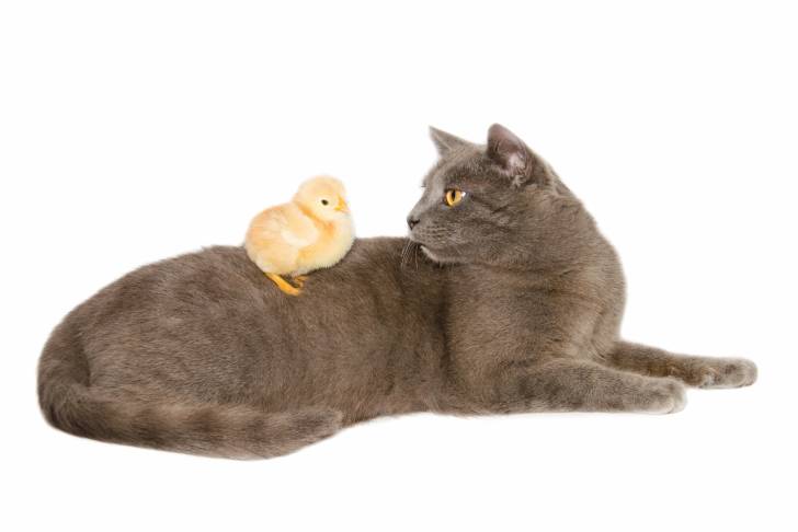 Photo Chartreux