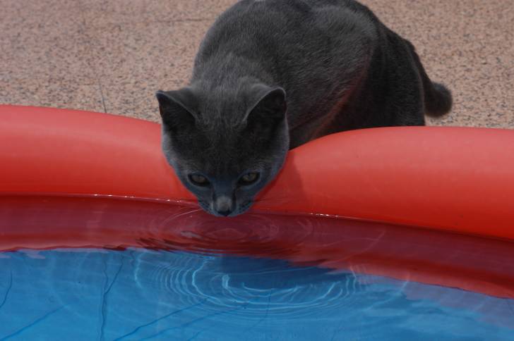 Photo Chartreux