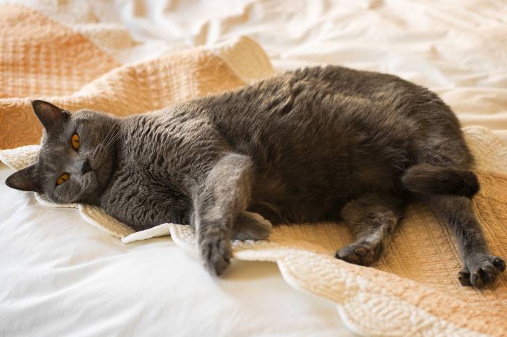 Photo Chartreux