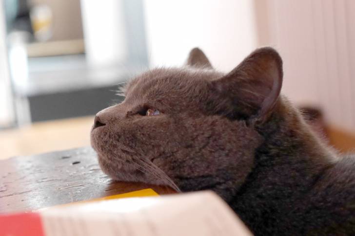Photo Chartreux
