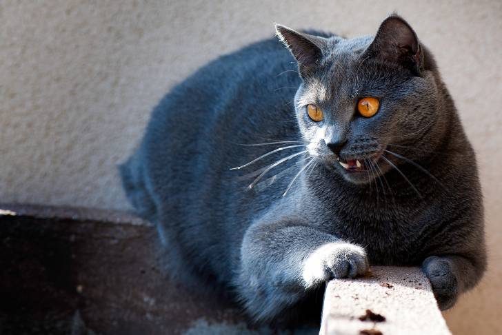 Photo Chartreux